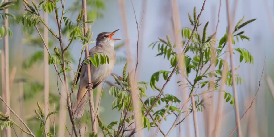 Rousserolle en train de chanter dans son milieu naturel